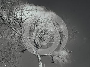 Monochrome Image of Dead or Leafless Tree and Cloud