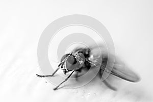 Monocromatic shot of macro fly isolated on white background