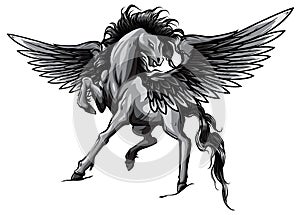monochromatic Pegasus. An illustration of the mythological horse Pegasus rearing up on its hind legs. vector