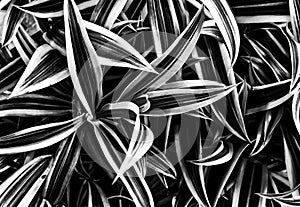 monochromatic plant swirl