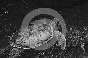 Monochromatic turtle in water at Xcaret mexico