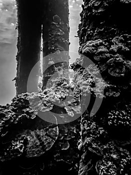 Monochromatic Underwater Seascape with Coral Crusted Pier