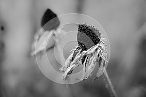Monochromatic withered blossom