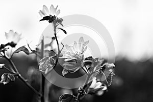 Monochrome Abstract Flowers Background - Turkey