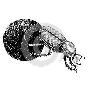 Monochrome African Dung Beetle rolling ball