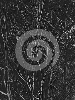 Monochrome backdrop of small branches