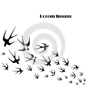 Monochrome background flying swallow Lorem ipsum stock vector