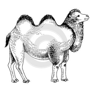 Monochrome Bactrian Camel on white background.