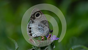 Monochrome Beauty: Black and White Butterfly on a Purple Meadow Flower in the Summer