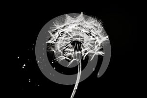 Monochrome beauty poster macro drops dandelion black flower art blowball white