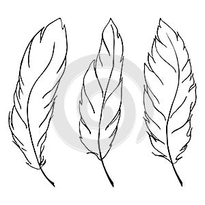 Monochrome black and white bird feather line art set vector