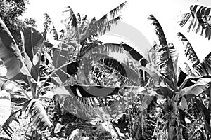 Monochrome black and white photograph of a banana grove.