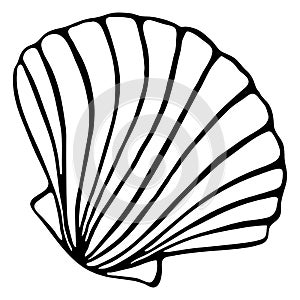 Monochrome black and white sea shell seashell silhouette ink line art sketch isolated vector photo