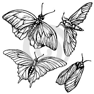 Monochrome, black and white seamless background with butterflies. Elegant elements for design, can be used wallpaper