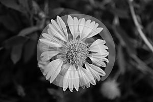 Monochrome Blanket flower