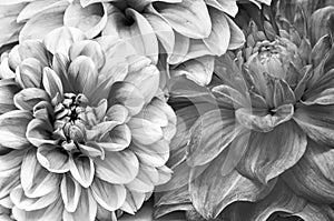 Monochrome Bouquet of Dahlia Flowers