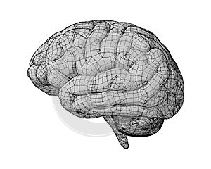 Monochrome brain illustration on white BG