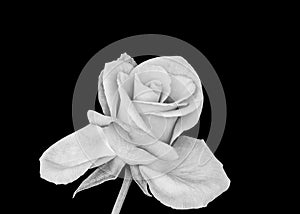 Monochrome bright white rose blossom macro, black background, vintage painting style