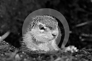 Monochrome Cape Ground Squirrel