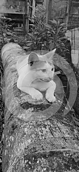 Monochrome cat photo photo