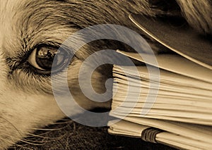 Monochrome close-up of dog with book