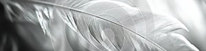 Monochrome Close-up of Feather Texture