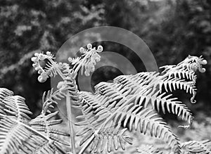 Monochrome close up of a fern leaf with uncoiling fronds against a blurred forest background