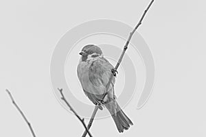 Monochrome Close-Up of a House Sparrow (Passer domesticus) Perched