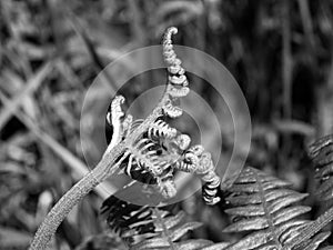 Monochrome close up of new fern fronds uncoiling in early summer