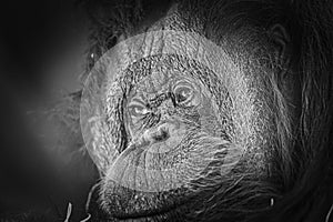 Monochrome close-up portrait of captive adult orangutan.