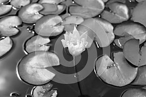 Monochrome closeup of a sacred lotus flower against the leaves in a pond