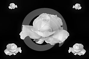 Monochrome collage of white rose blossom with rain drops on black background