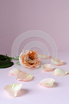 Monochrome composition of beautiful roses, pink rose and fallen petals around on pink background close-up, minimalism