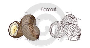 Monochrome contour and colorful drawings of coconut. Whole and split in cross section ripe fruit or drupe with aromatic