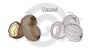 Monochrome contour and colorful drawings of coconut. Whole and split in cross section ripe fruit or drupe with aromatic photo