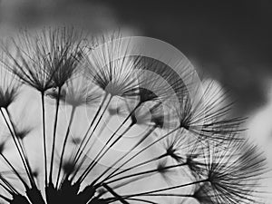 Monochrome dandelion seeds on a background of light clouds.