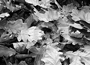 Monochrome dark background image of fallen autumn leaves oak leaves with raindrops