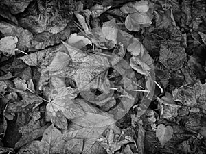 Monochrome dark background image of mixed dried fallen autumn leaves