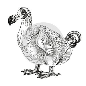 Monochrome dodo extinct bird sketch