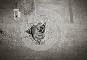 Monochrome dog portrait in motion