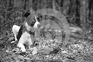 Monochrome dog portrait in the woods