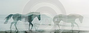 Monochrome, double exposure of wild horses on a pristine beach.