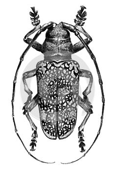 Monochrome drawing of a beetle on a white background. Realistic hand drawing