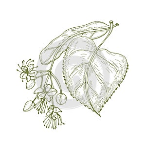 Monochrome drawing of linden leaves and beautiful blooming flowers or inflorescence. Medicinal plant hand drawn with