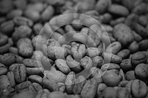 Monochrome Dried Lintong Coffee Beans of Lintongnihuta