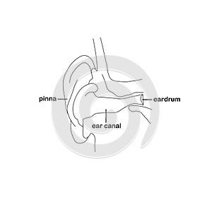 Monochrome ear. Eardrum pinna ear canal outline art design stock vector illustration