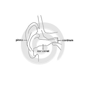 Monochrome ear. Eardrum pinna ear canal outline art design stock vector illustration photo