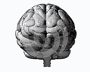 Monochrome engraving brain front view on white BG