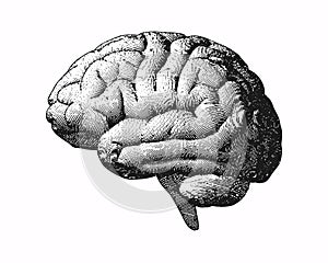 Monochrome engraving brain illustration on white BG