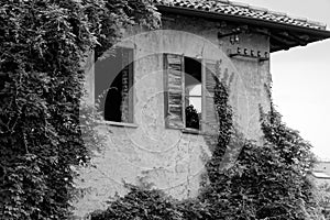 Monochrome Evergreen ivy growing on brick wall of old house